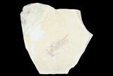 Cretaceous Fossil Shrimp (Carpopenaeus) - Lebanon #173360-1